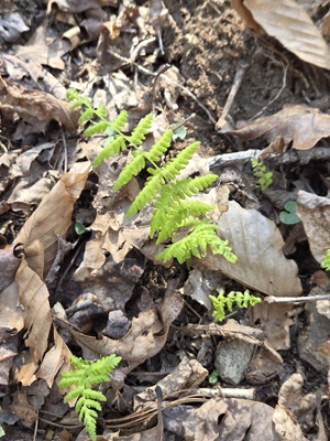 Spring at the creek